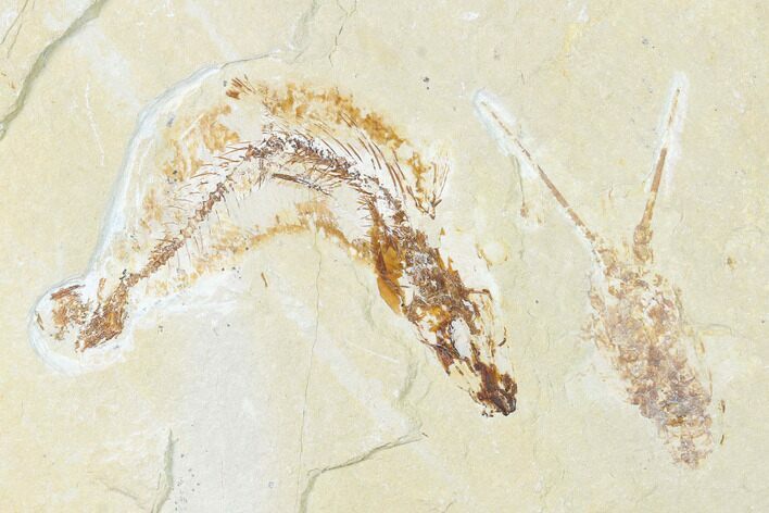 Cretaceous Fossil Lobster (Linuparus) And Fish - Lebanon #124004